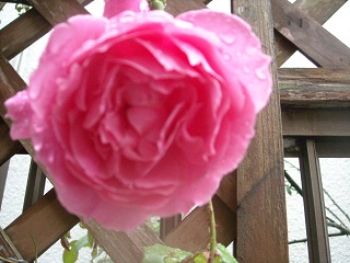我が家で今まで植えたバラの品種を色別の一覧にしてみました 画像 特徴付き バラと私のガーデニング