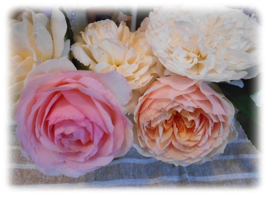 我が家で今まで植えたバラの品種を色別の一覧にしてみました 画像 特徴付き バラと私のガーデニング