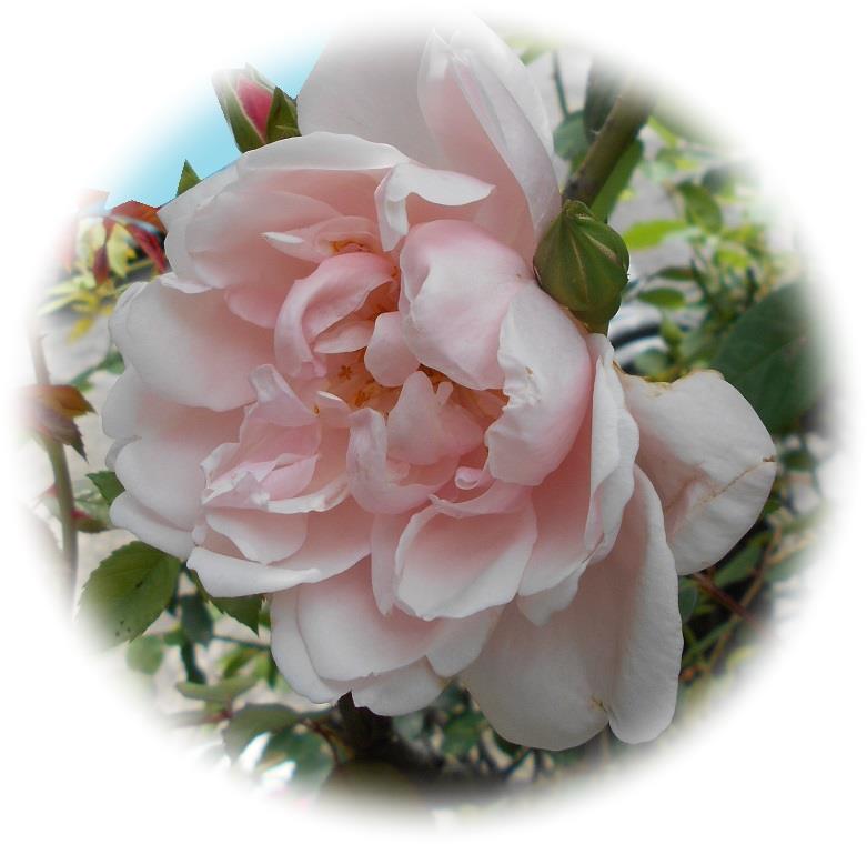 我が家で今まで植えたバラの品種を色別の一覧にしてみました！（画像＆特徴付き） – バラと私のガーデニング