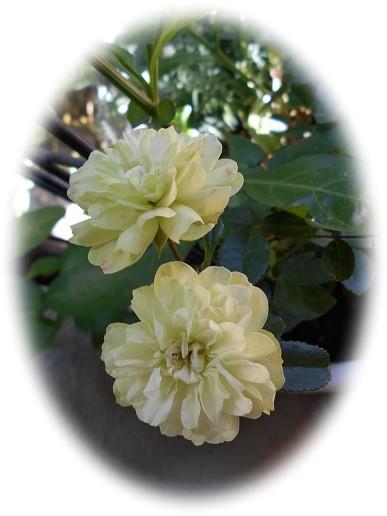３色変化の可愛いバラ グリーンアイス 蕾 開花 ４品種差し花飾り バラと私のガーデニング