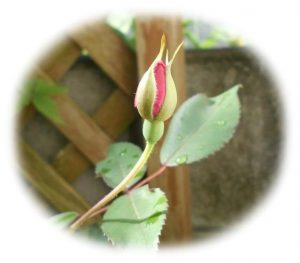 今年の新入りバラ品種 ルイ フィリップ 蕾から開花までのレポ バラと私のガーデニング
