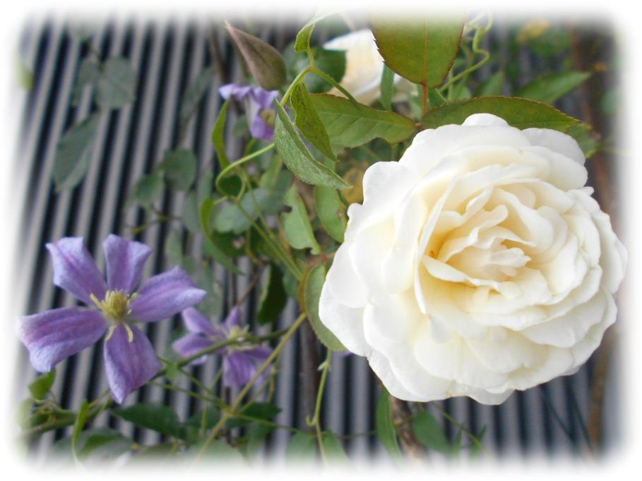 初秋に返り咲くバラ３種 アンジェラ プロスペリティ コーネリア バラと私のガーデニング