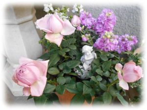 2月に咲くミニばら 2色のインフィニティローズ つるバラ剪定記 バラと私のガーデニング