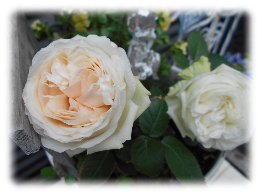 可愛いミニ薔薇「フォーエバーローズ」2色の開花撮りレポート バラと私のガーデニング