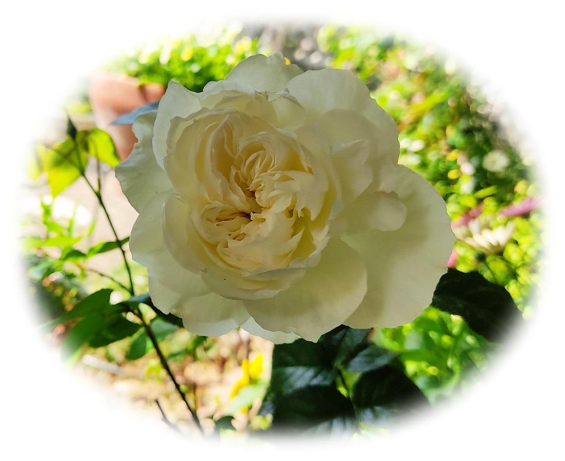 癒しのホワイト系バラ今春の ボレロ クリスティアーナ 開花記 バラと私のガーデニング